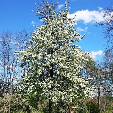 Dworek Hétvégi ház